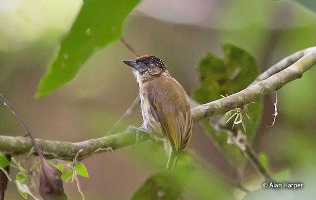 olivaceous-piculet