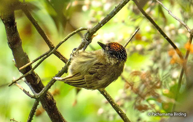 olivaceous-piculet