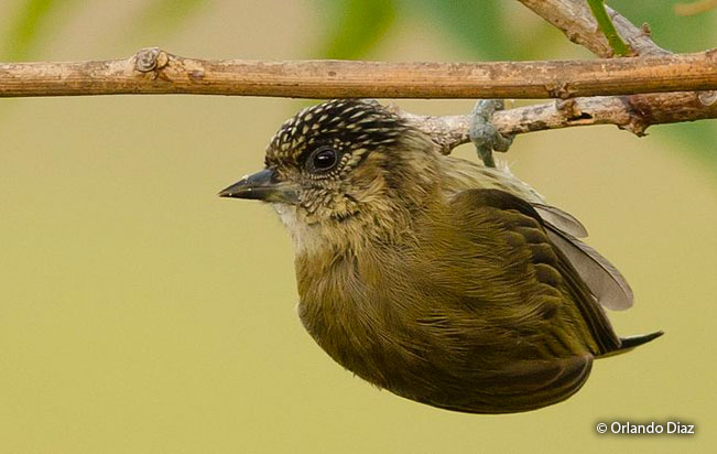 olivaceous-piculet