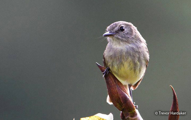olive-chested_flycatcher