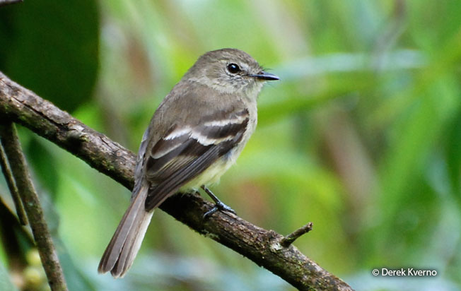 olive-chested_flycatcher