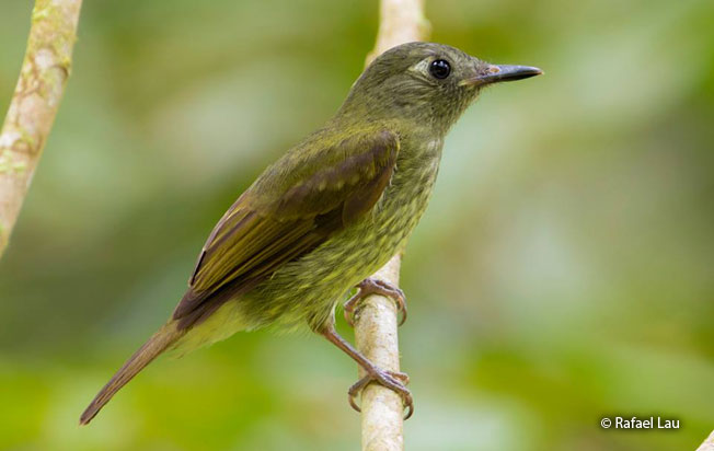 olive-striped_flycatcher
