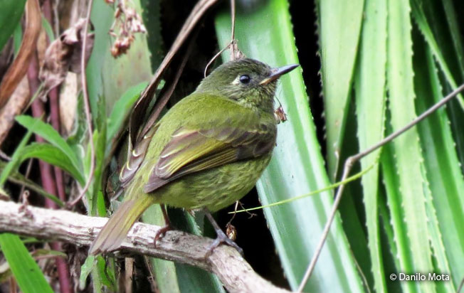 olive-striped_flycatcher