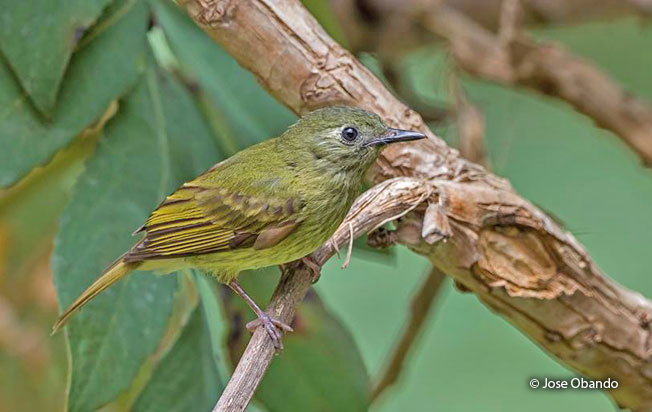 olive-striped_flycatcher