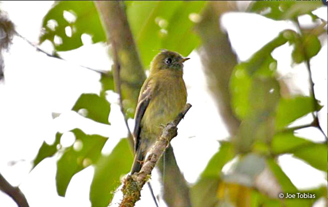 olive_flycatcher