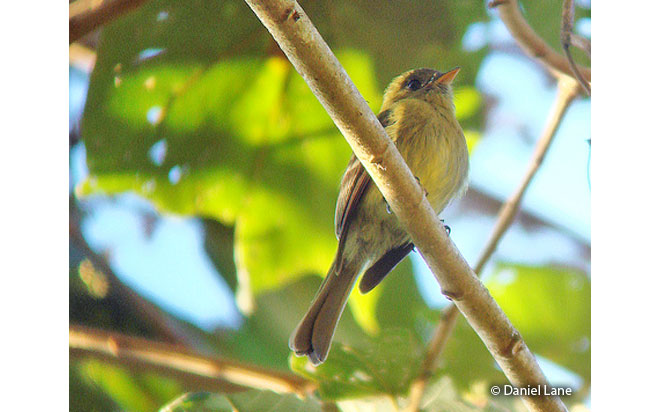 olive_flycatcher