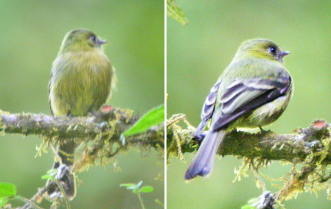 olive_flycatcher