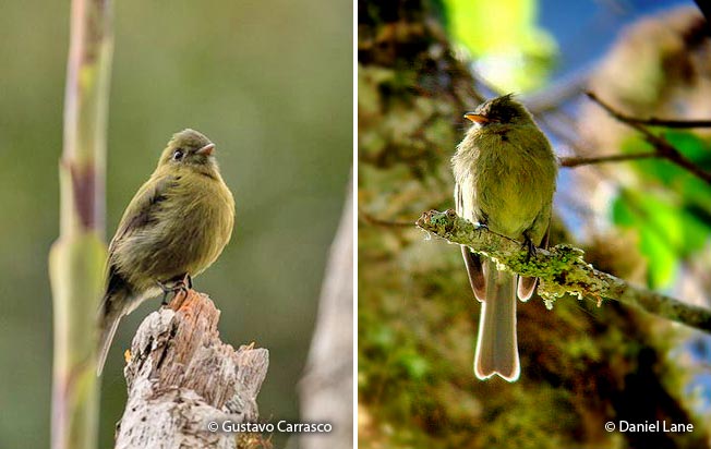 olive_flycatcher