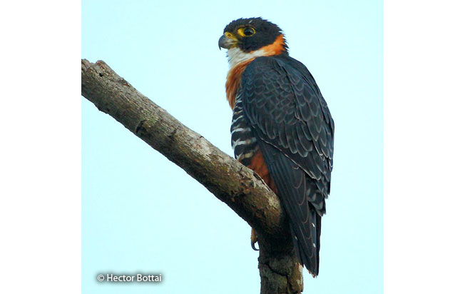 orange-breasted_falcon