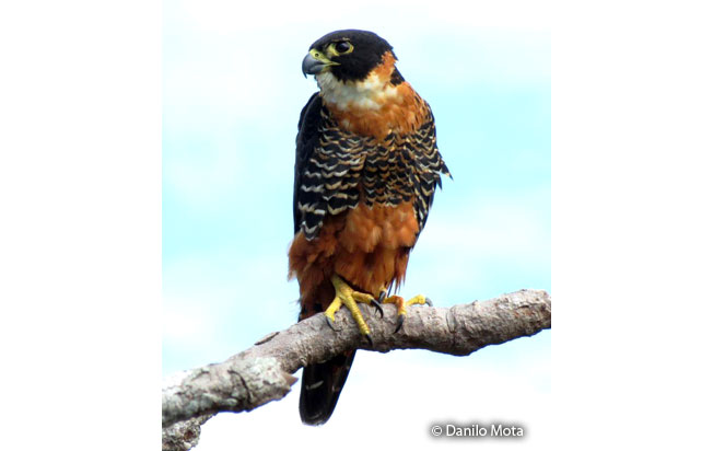 orange-breasted_falcon