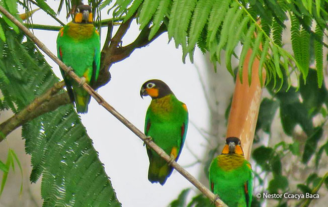 orange-cheeked-parrot
