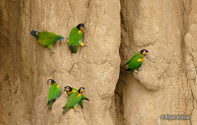 orange-cheeked-parrot
