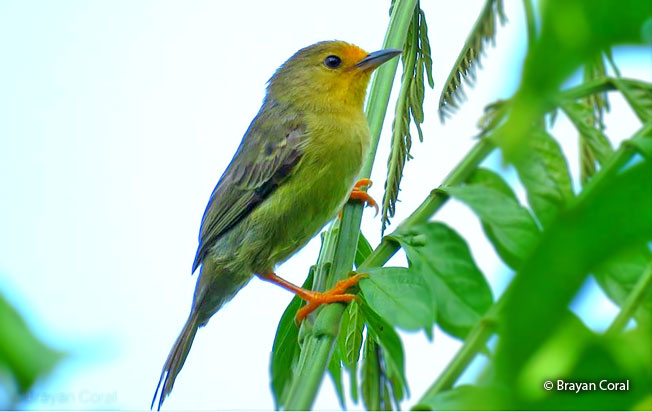orange-fronted_plushcrown