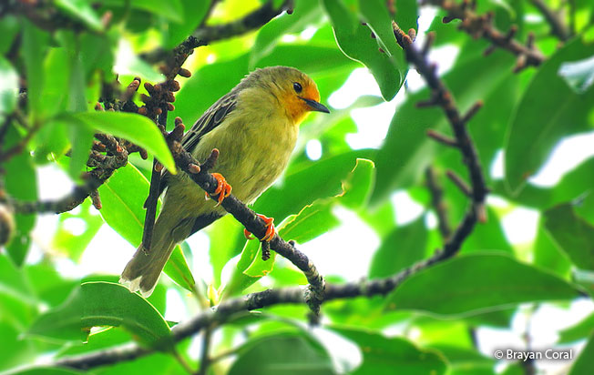 orange-fronted_plushcrown