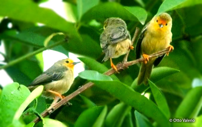 orange-fronted_plushcrown