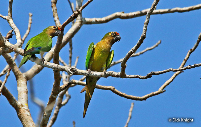 peach-fronted_parakeet