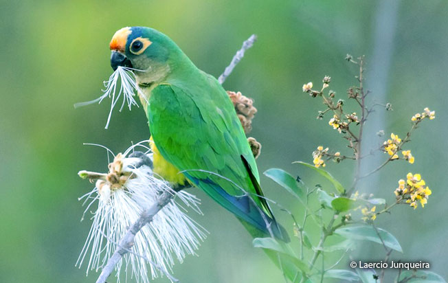 peach-fronted_parakeet