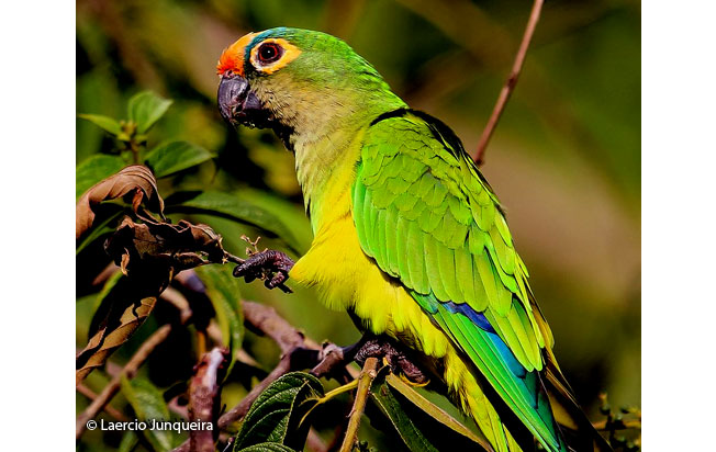 peach-fronted_parakeet