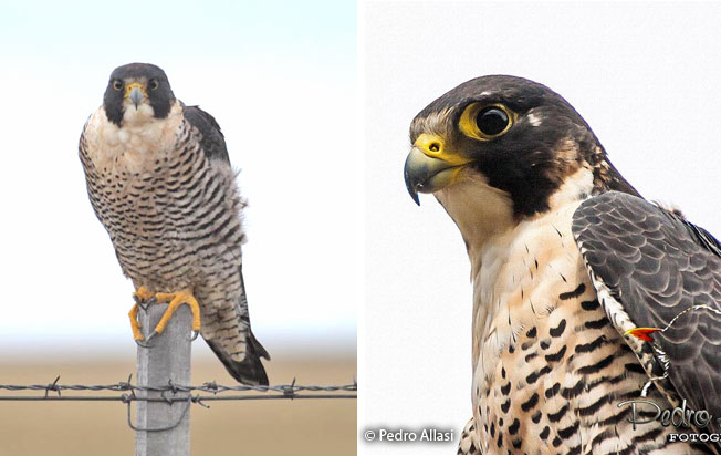 Halcón Peregrino