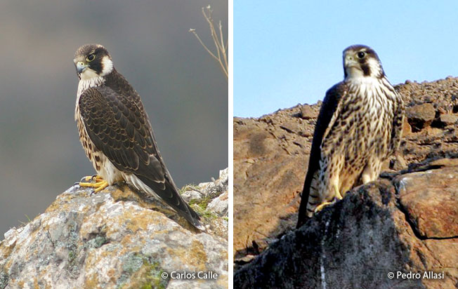 Halcón Peregrino