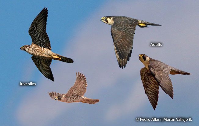 peregrine_falcon