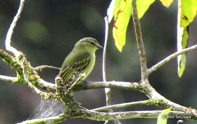 peruvian_tyrannulet