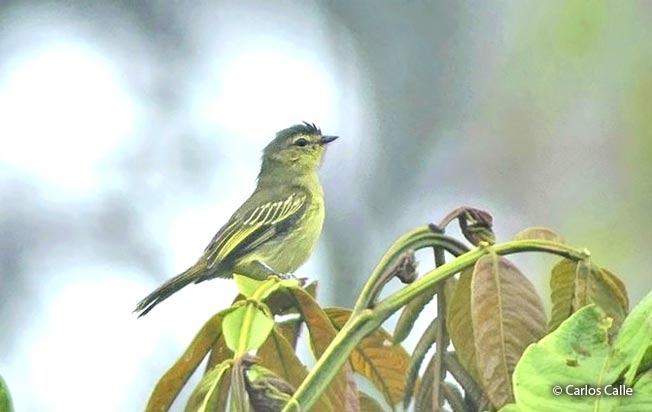 peruvian_tyrannulet
