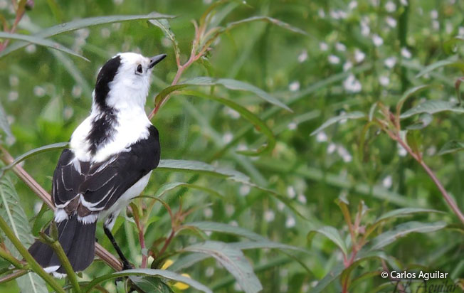 pied_water-tyrant