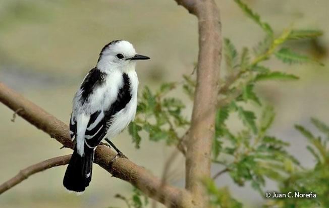 pied_water-tyrant