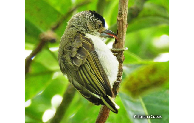 plain-breasted_piculet