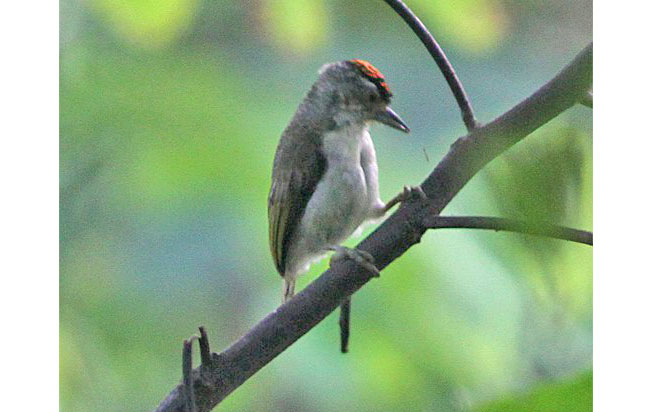 plain-breasted_piculet