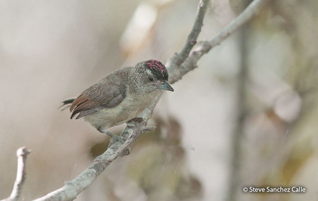 plain-breasted_piculet