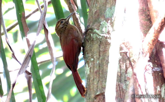 plain-brown_woodcreeper