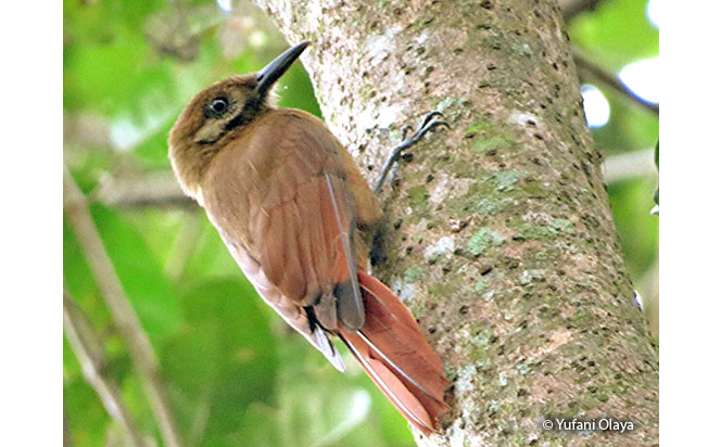 plain-brown_woodcreeper