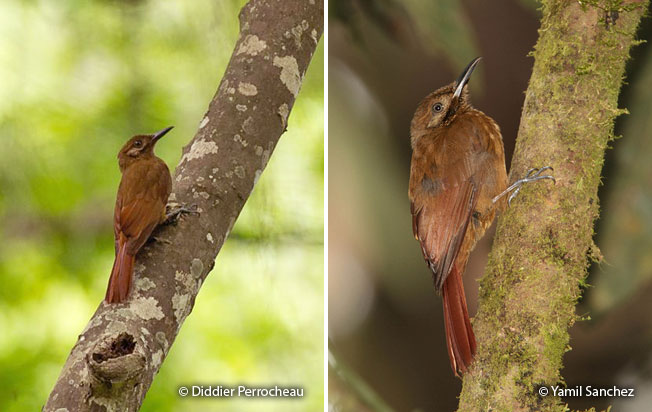 plain-brown_woodcreeper