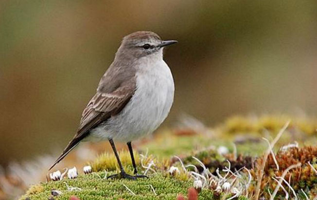 plain-capped_ground-tyrant