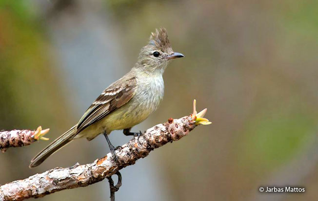plain-crested_elaenia