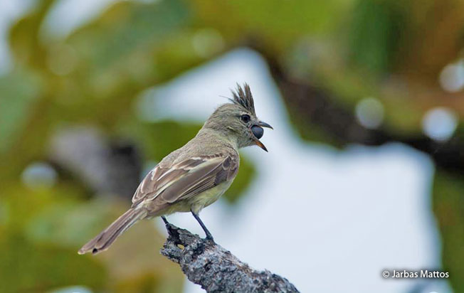 plain-crested_elaenia