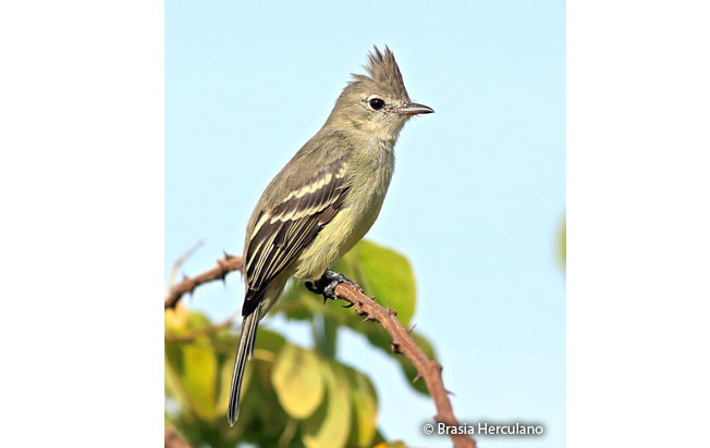 plain-crested_elaenia