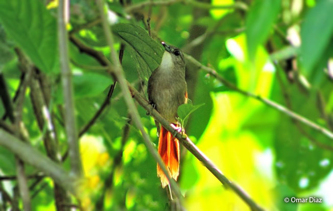 plain-crowned_spinetail