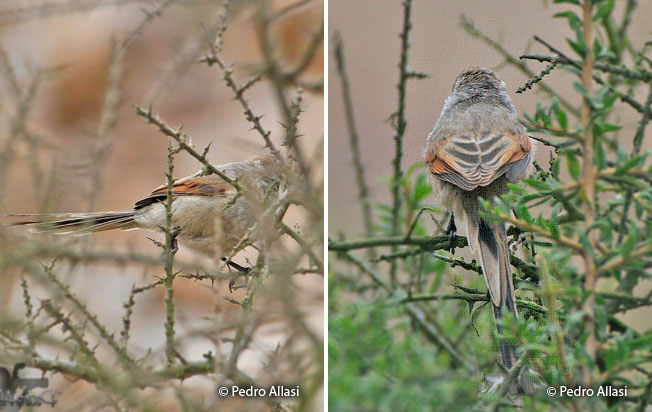 plain-mantle-tit-spinetail