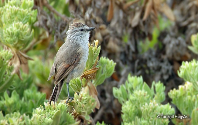 plain-mantle-tit-spinetail