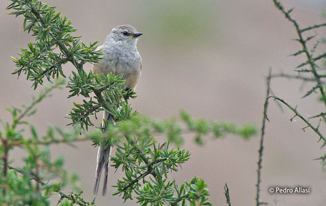 plain-mantle-tit-spinetail