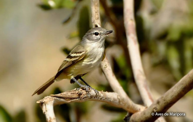 plain_tyrannulet