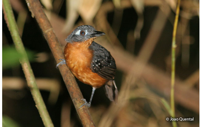 plumbeous_antbird