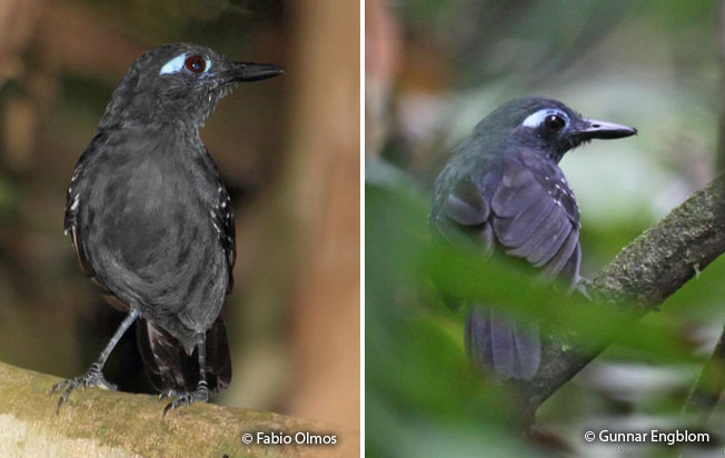 plumbeous_antbird