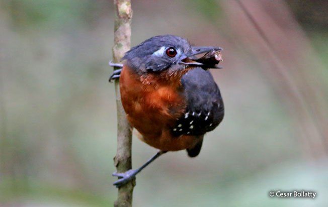 plumbeous_antbird