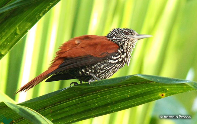 point-tailed-palmcreeper