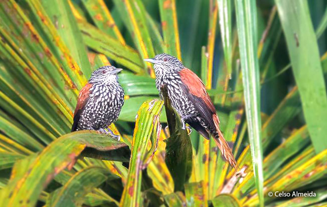 point-tailed-palmcreeper
