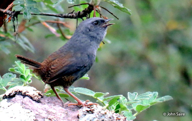 puna-tapaculo